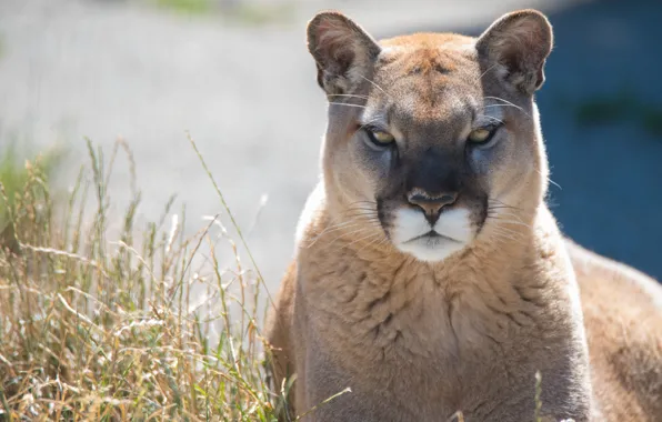 Picture predator, Puma, wild cat, mountain lion, Cougar