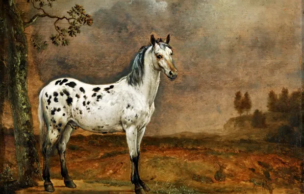 Oil, picture, canvas, Paulus Potter, "Spotted horse", Dutch artist