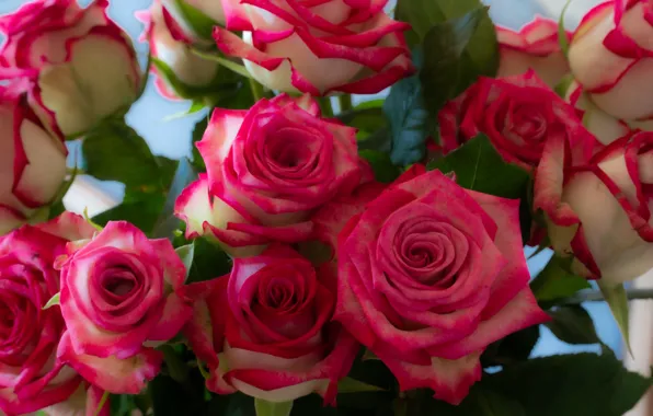 Picture flowers, roses, bouquet, pink