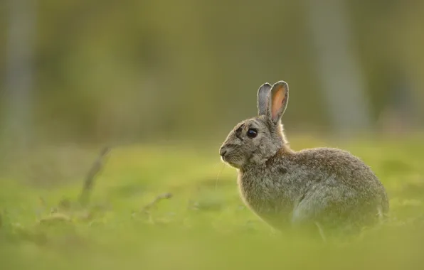 Grass, look, nature, grey, glade, hare, rabbit, muzzle