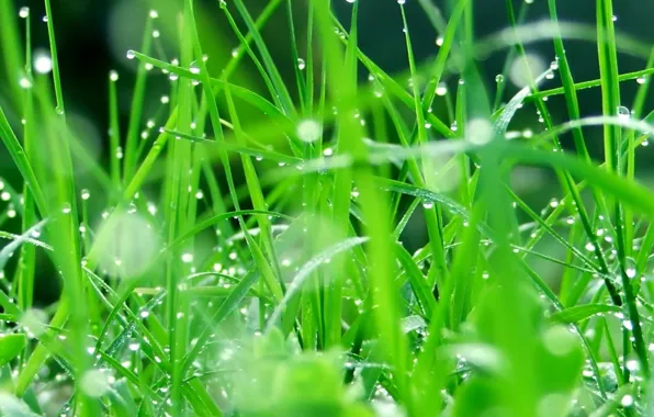 Greens, summer, grass, drops, green, green, beautiful, grass