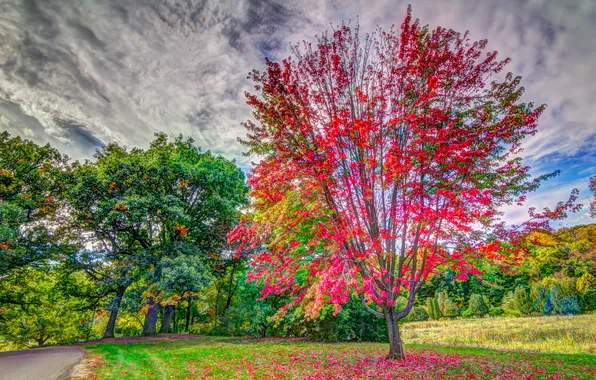 Landscape, Road, Fall Color