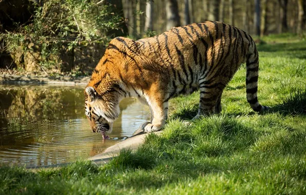 Tiger, predator, profile, drink, wild cat