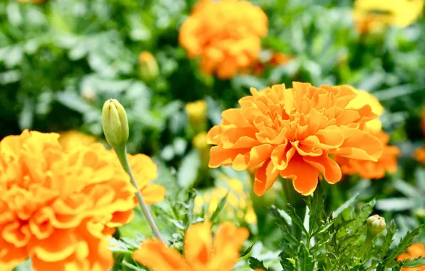 Macro, yellow, marigolds
