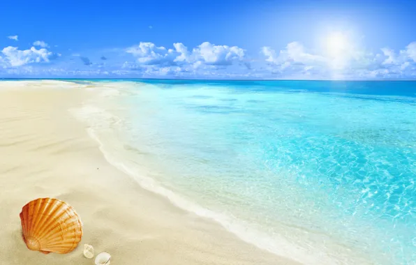 Picture beach, sea, sun, sand, seashell