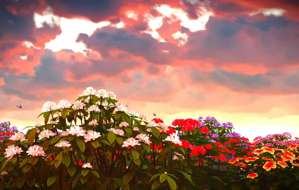 Picture the sky, clouds, flowers, butterfly, glow, colorful, Phlox