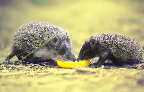 Nature, background, hedgehog