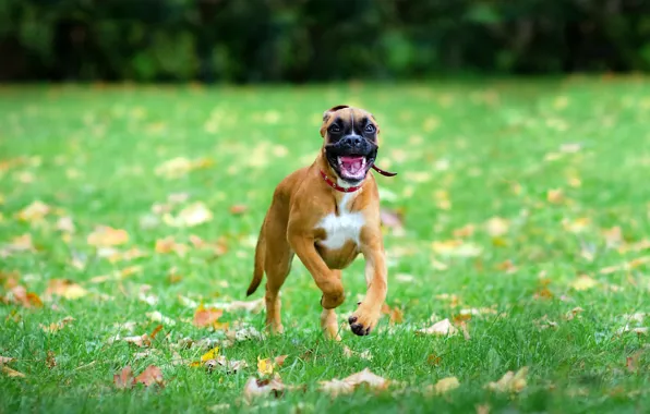 Picture BACKGROUND, FOREST, GRASS, MOUTH, FACE, The GAME, RUNNING, GREEN