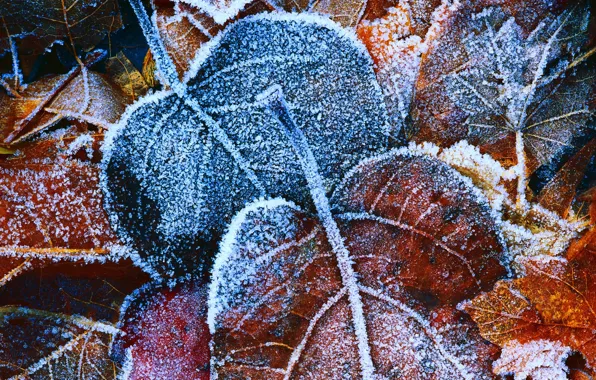 BACKGROUND, ICE, LEAVES, LEAF, YELLOW, AUTUMN, FOLIAGE, FROST