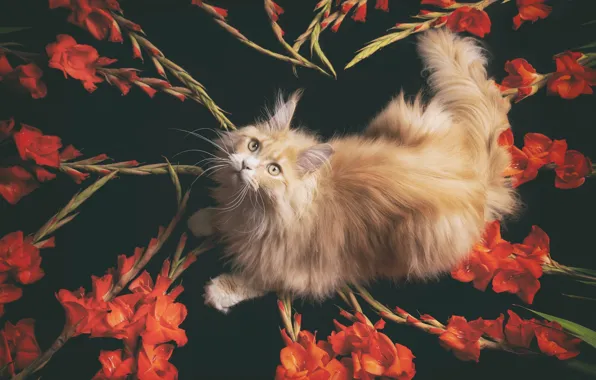 Cat, red, Maine Coon, gladiolus