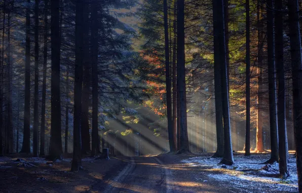 Road, forest, the rays of the sun