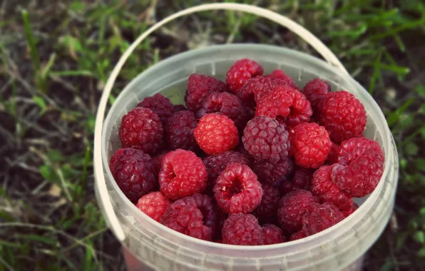 Summer, grass, nature, berries, raspberry, background, food, harvest