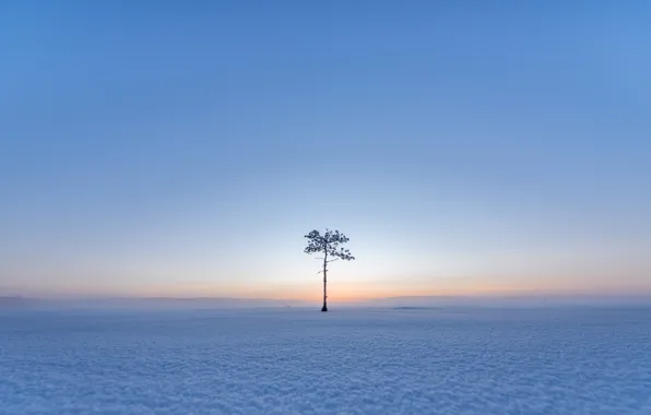 Picture field, snow, trees
