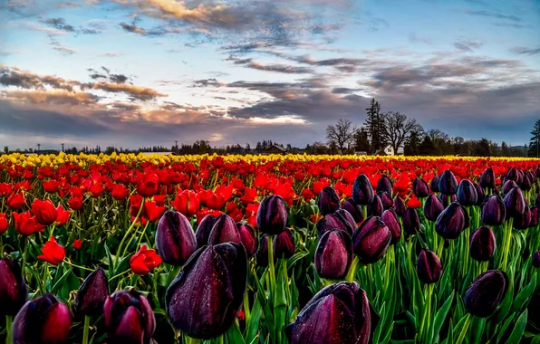 Field, the sky, clouds, drops, trees, flowers, spring, tulips