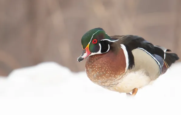 Picture winter, snow, bird, duck, karolinka