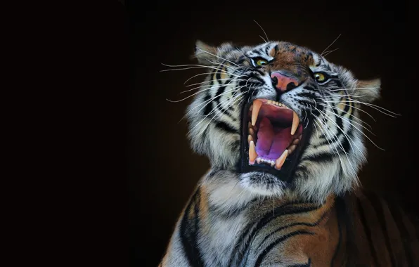 Language, look, face, tiger, portrait, mouth, fangs, grin