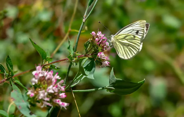 Macro, wings, Butterfly, beautiful, flowers, closeup