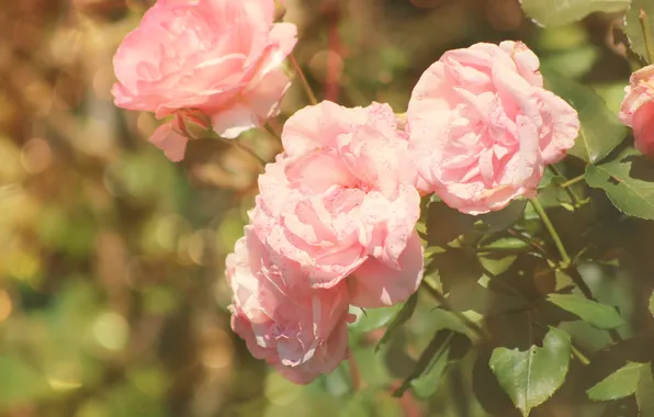 Flowers, roses, petals