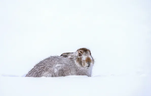Winter, snow, rabbit, looking for