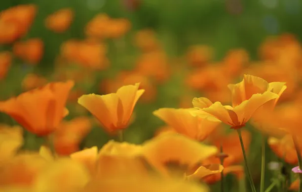 Yellow, nature, Maki, a lot