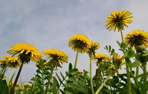 Flowers, nature, dandelion