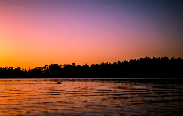 Picture sunset, lake, Swan, Finland, Helsinki, Follow the island