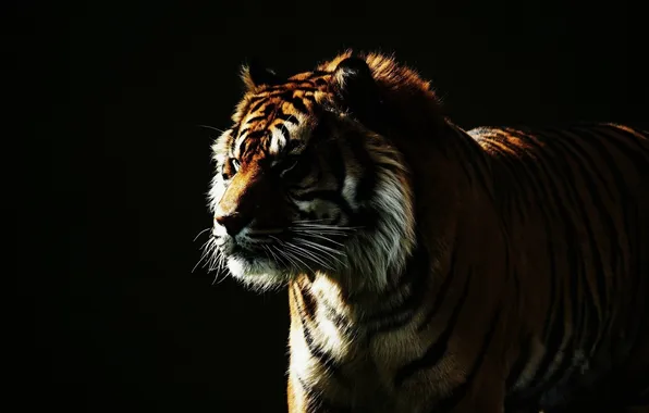 Picture face, light, tiger, the dark background, wild cat