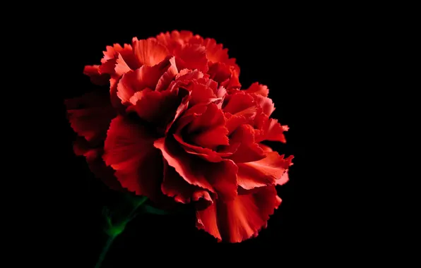 Picture green, red, black, flower, nature, flowers, carnation