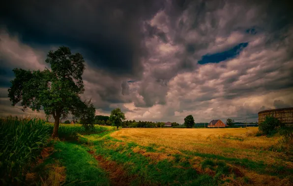 Picture field, clouds, trees, landscape