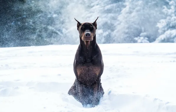 Winter, snow, dog, Doberman