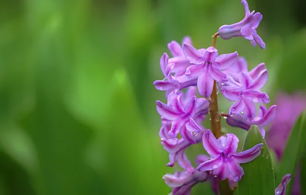 Picture drops, macro, hyacinth