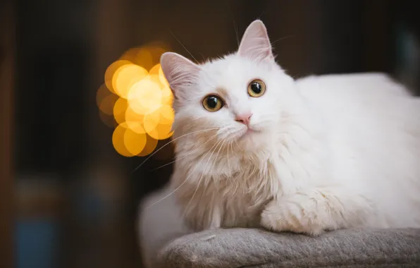 Cat, white, cat, look, face, background, dark, portrait