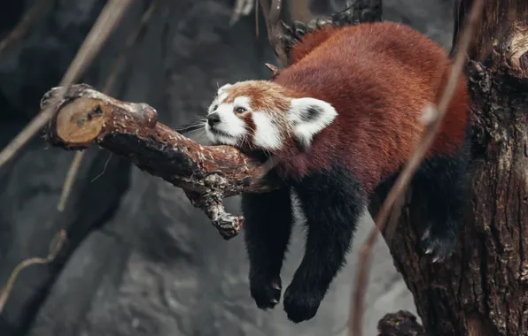 Tree, legs, firefox, Red Panda