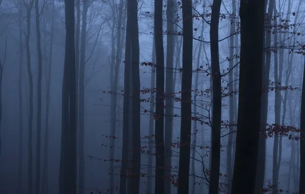 Picture forest, trees, nature, fog, Niklas Hamisch