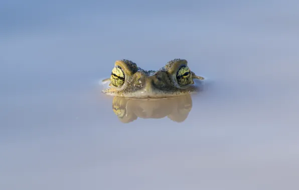 Nature, frog, puddle