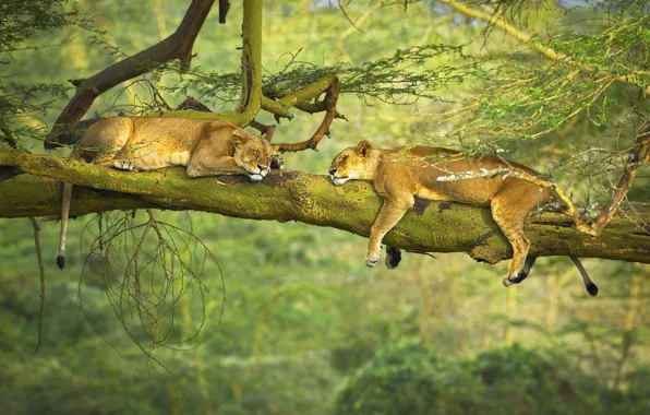 Picture trees, animals, nature, situation, branch, sleeping, wildlife, Lions