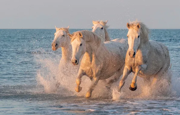 Sea, squirt, shore, horses, horse, white, the herd, jump