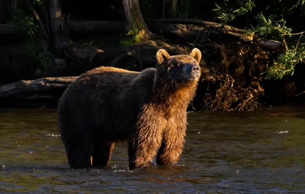 Look, light, bear, bathing, pond