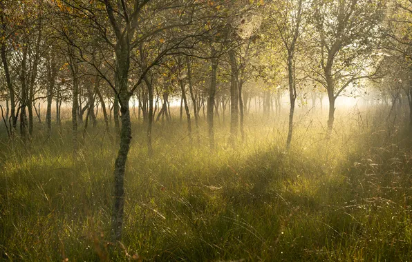 Autumn, forest, light, branches, fog, Park, foliage, morning