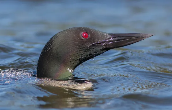 Water, bird, head, beak, Loon