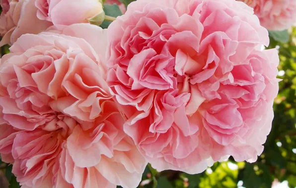 Macro, roses, petals