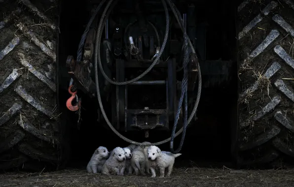 Dogs, puppies, tractor