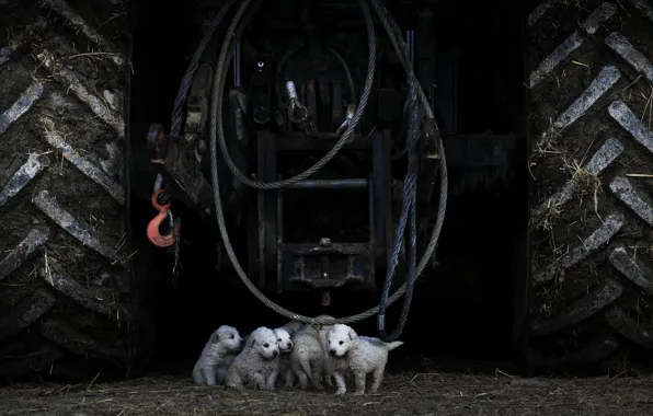 Picture dogs, puppies, tractor