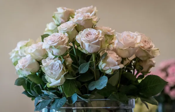 Leaves, drops, flowers, background, wall, stems, roses, bouquet