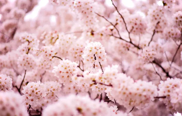 Flowers, branches, cherry, spring, Sakura, pink, flowering, bokeh