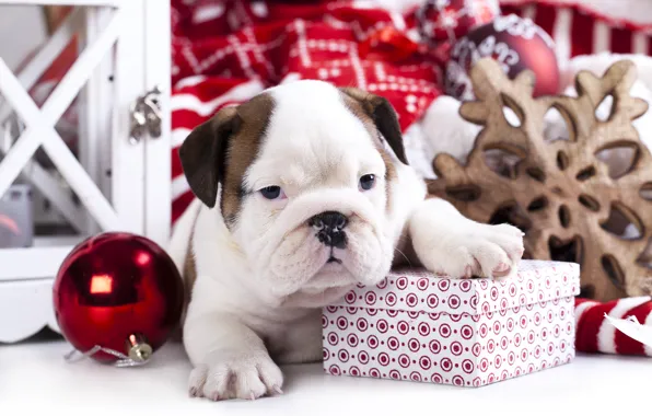 Box, gift, toy, dog, ball, puppy, English bulldog