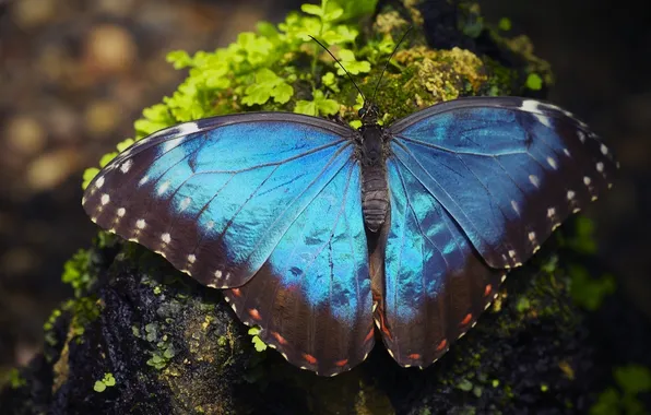 Macro, butterfly, Morpho Peleid