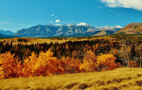 Autumn, grass, trees, mountains, Canada, Albert, Banff National Park