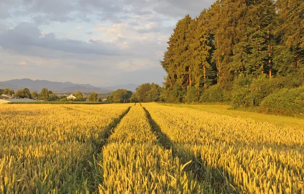 Field, forest, landscape, nature, village