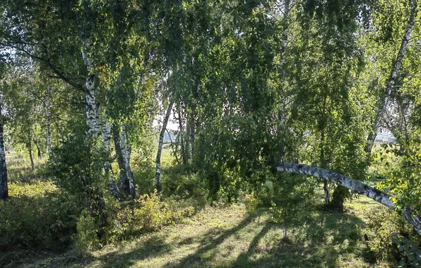 Greens, birch, birch grove